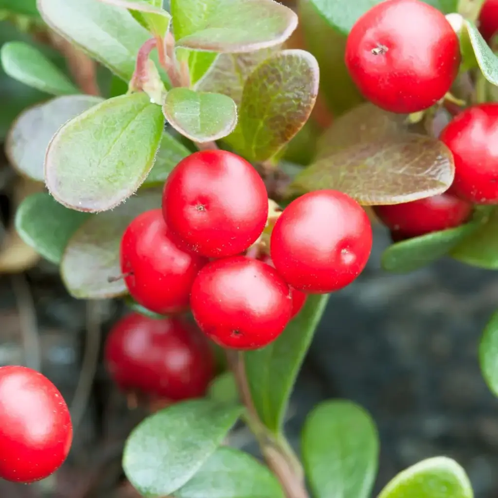 BUSSEROLE (Arctostaohylos uva-ursi) BIO - FEUILLE ENTIERE