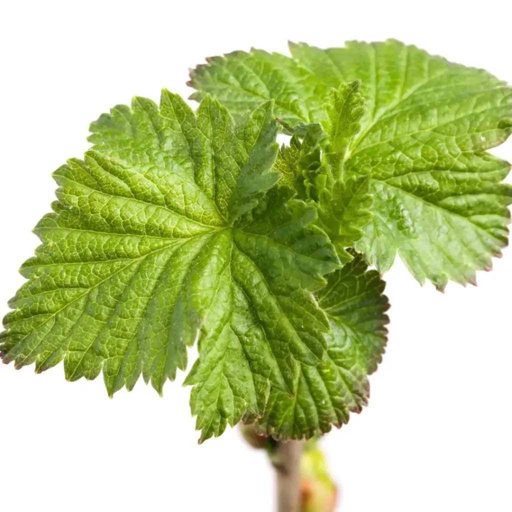 CASSIS (Ribes nigrum) BIO - FEUILLE ENTIERE