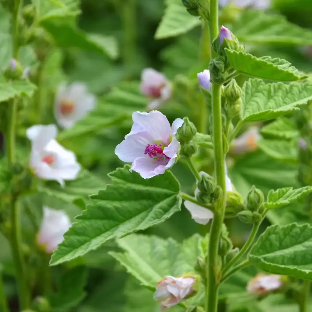 GUIMAUVE (Althaea officinalis) BIO - RACINE COUPEE