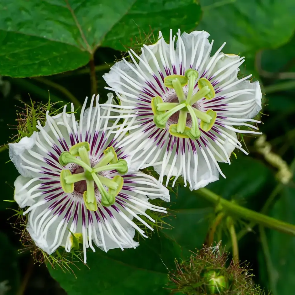 PASSIFLORE (Passiflora edulis) BIO - PARTIE AERIENNE COUPEE