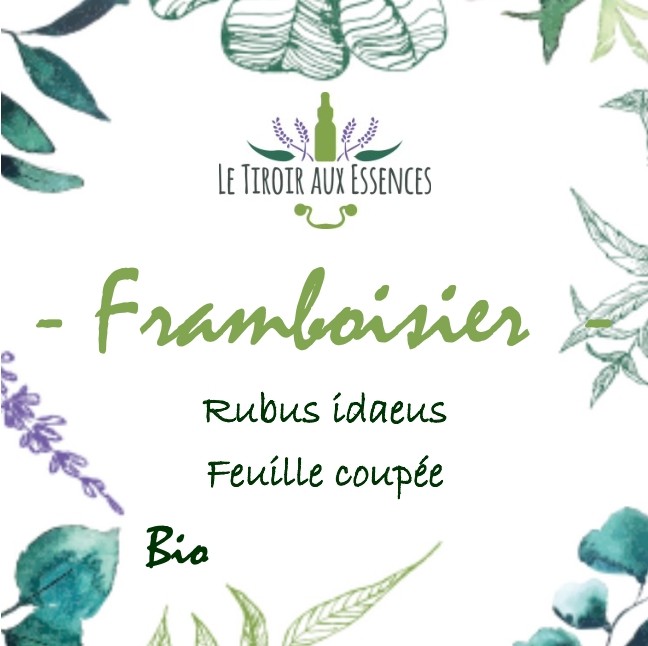 FRAMBOISIER (Rubus idaeus) BIO - FEUILLE COUPEE