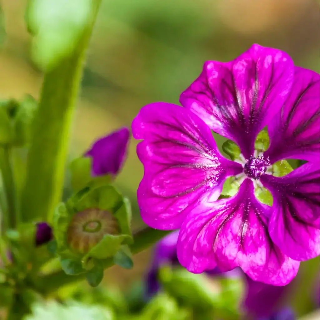 MAUVE (Malva sylvestris) BIO - FLEUR ENTIERE