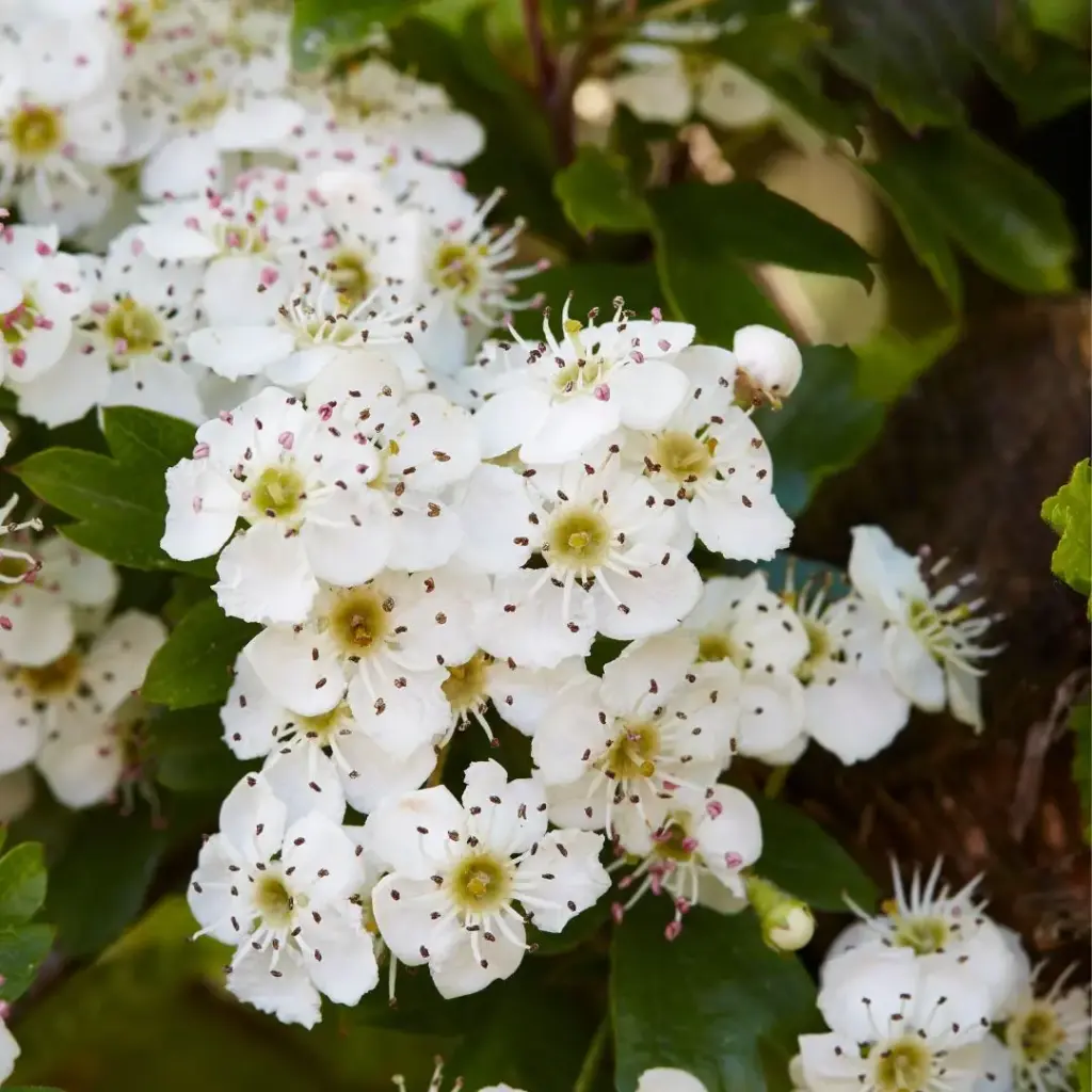 AUBEPINE (Crataegus monogyna) BIO - SOMMITE FLEURIE
