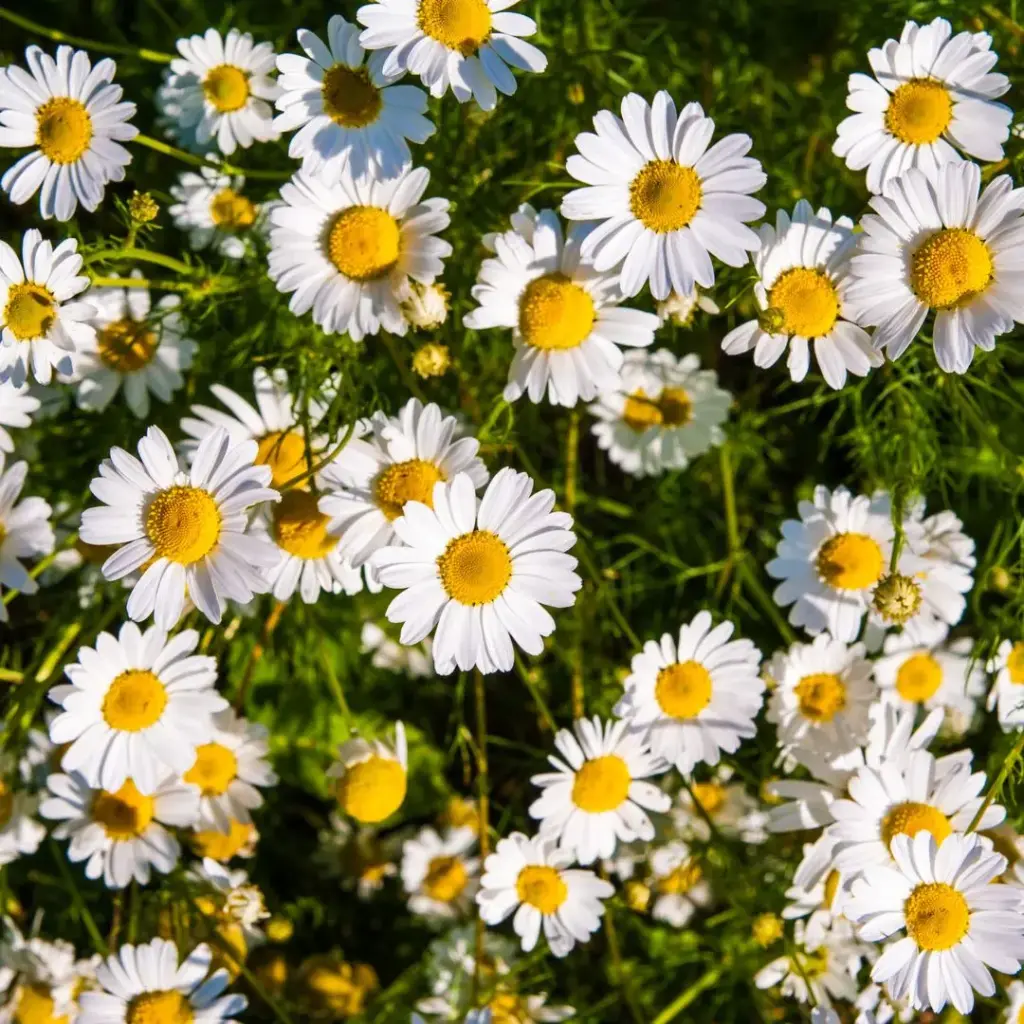CAMOMILLE MATRICAIRE (Matricaria chamomilla) BIO - FLEUR ENTIERE
