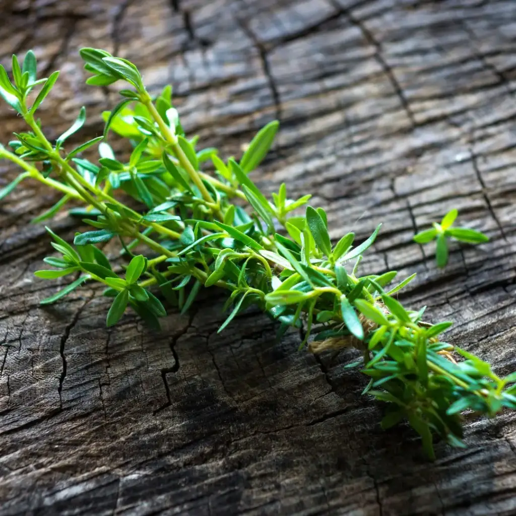 SARRIETTE (Satureja montana) BIO - FEUILLE ENTIERE