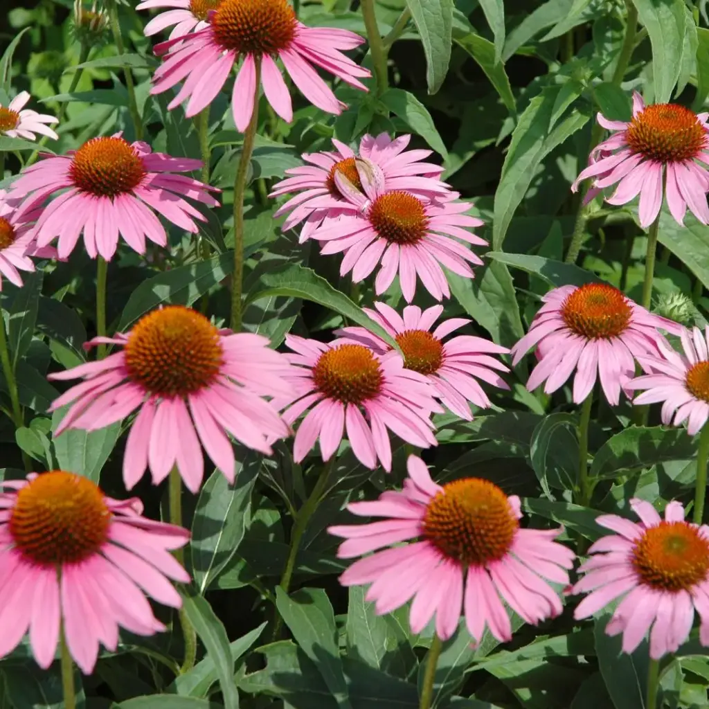 ECHINACEE (Echinacea purpurea) BIO - RACINE COUPE