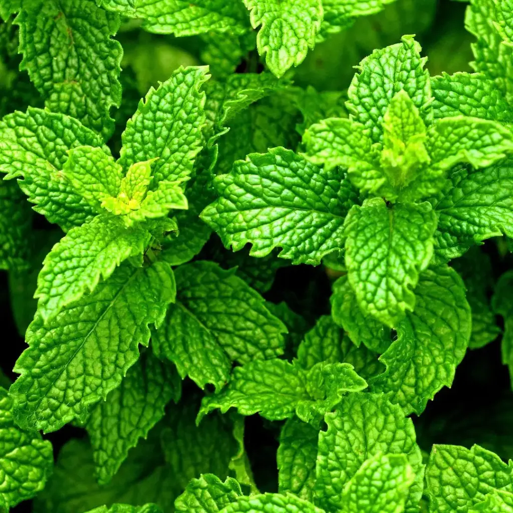 MENTHE POIVREE (Mentha x piperita) BIO - FEUILLE COUPEE