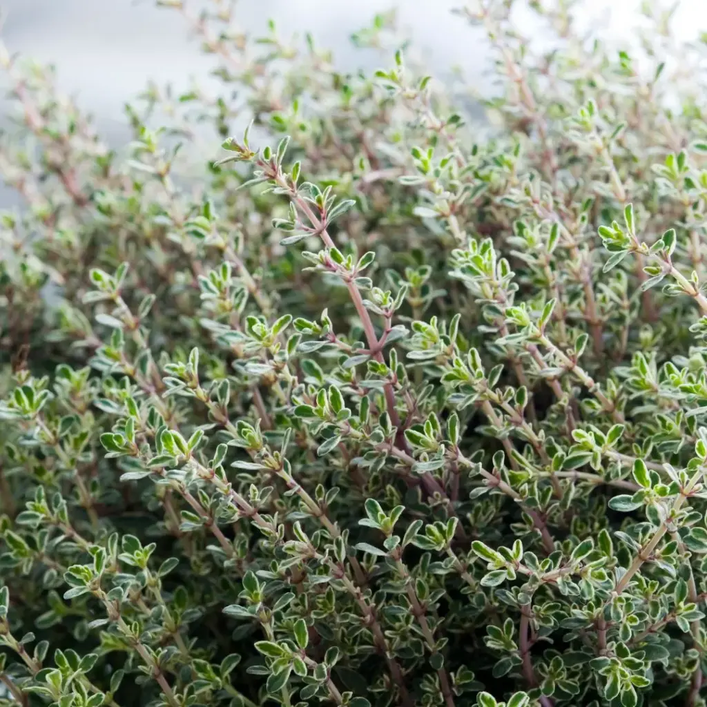 THYM CITRON (Thymus x citriodorus) BIO - FEUILLE ENTIERE