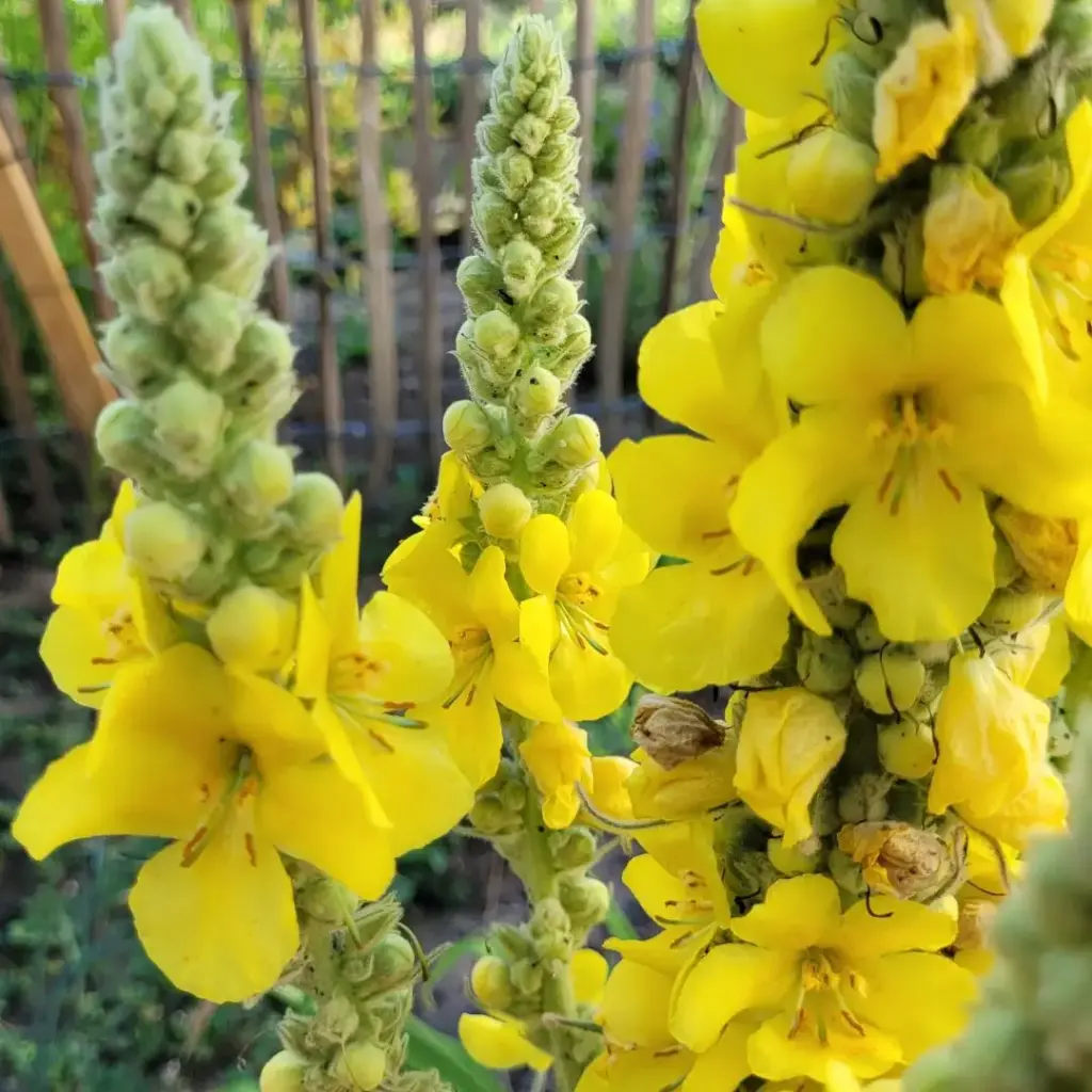 BOUILLON BLANC (Verbascum thapsus) BIO - SOMMITE FLEURIE