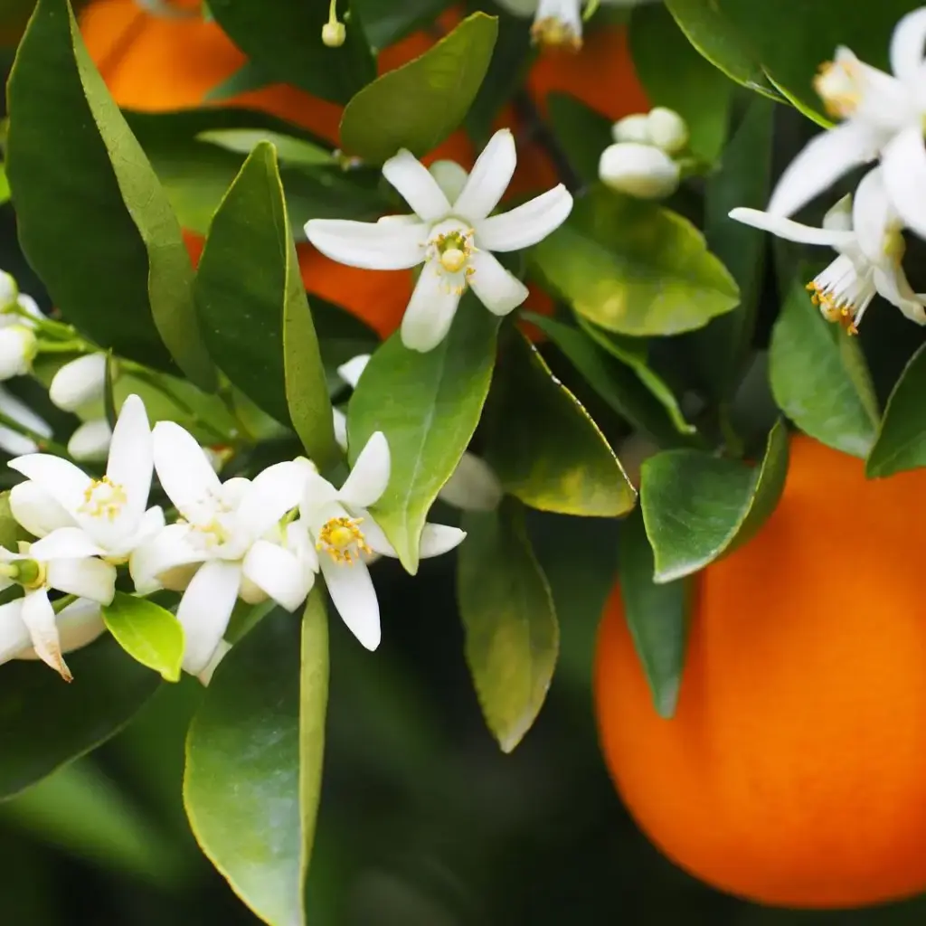 ORANGER PETALE ENTIER BIO/CITRUS AURANTIUM 