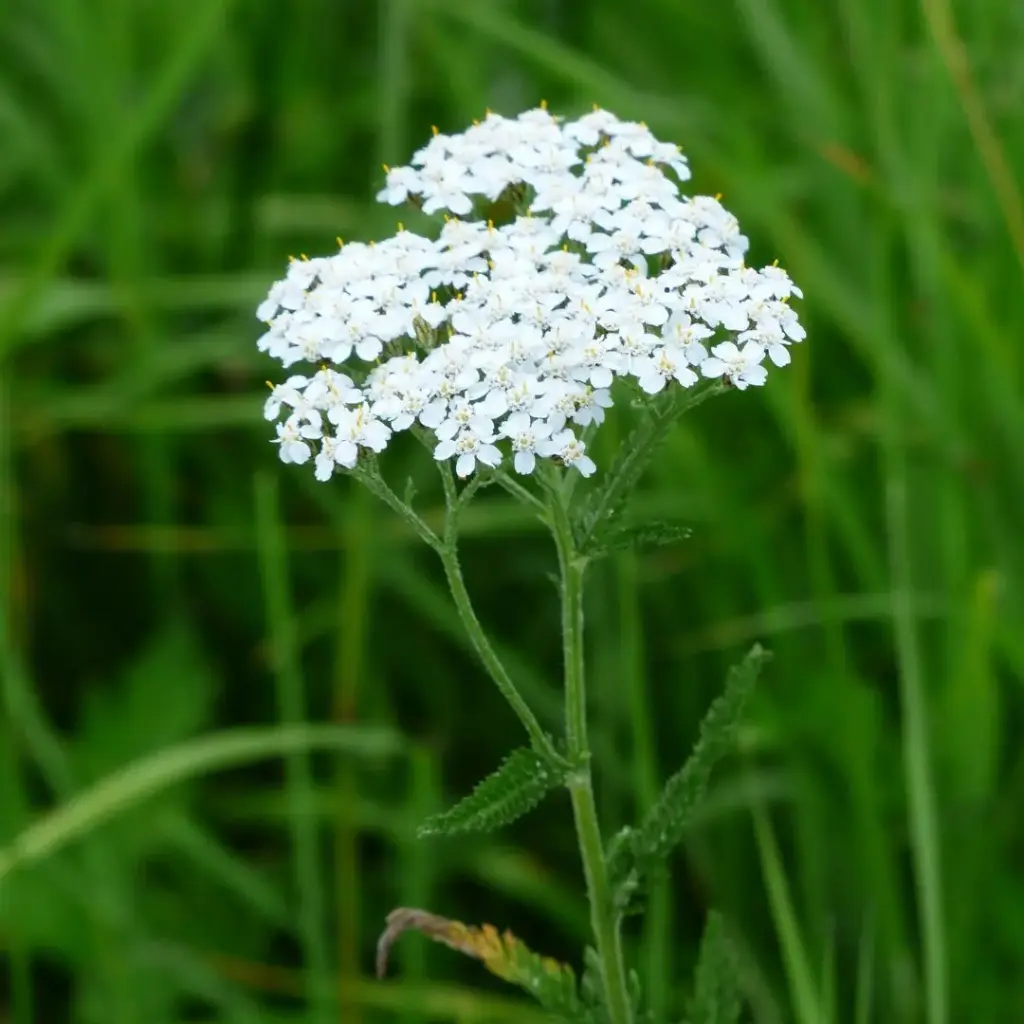 ACHILLEE MILLEFEUILLE (Achillea millefolium) BIO - SOMMITE FLEURIE