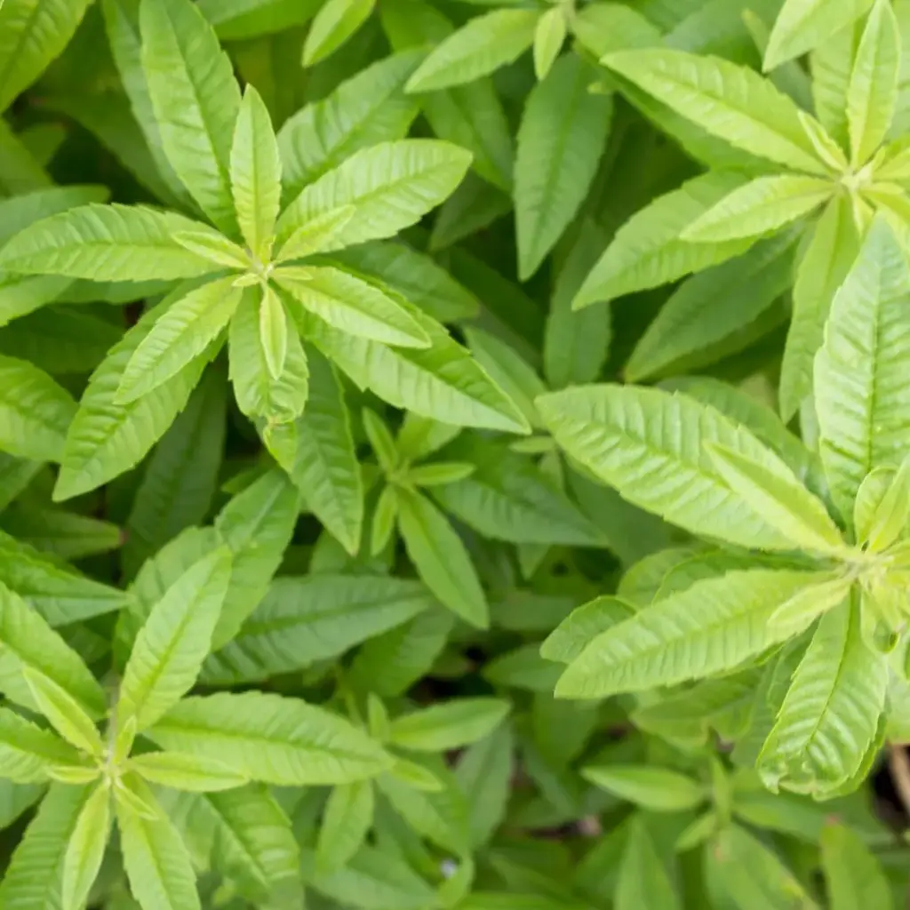 VERVEINE CITRONNE (Aloysia citriodora) BIO - FEUILLE ENTIERE