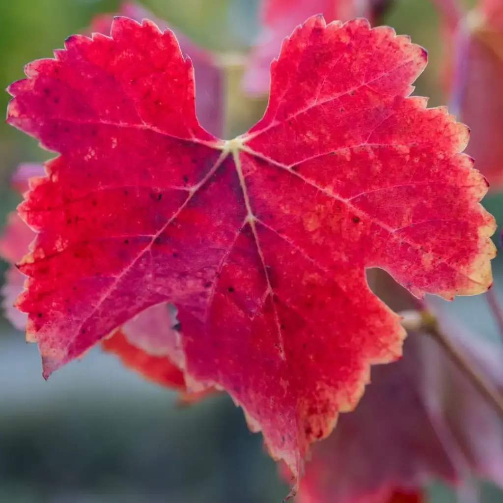 VIGNE ROUGE (Vitis vinifera) BIO - FEUILLE COUPEE