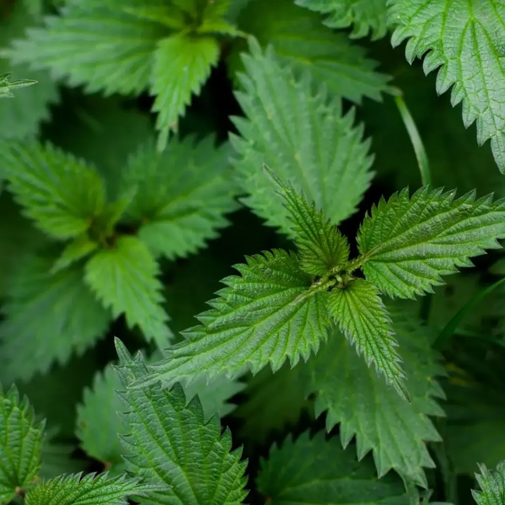 ORTIE PIQUANTE (Urtica dioica) BIO - FEUILLE ENTIERE 
