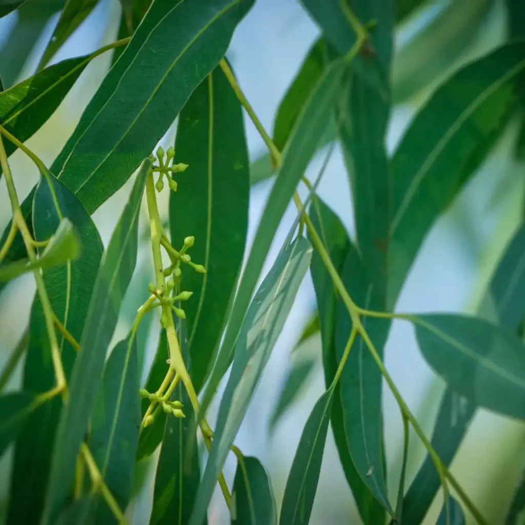 EUCALYPTUS GLOBULEUX (Eucalyptus globulus) BIO - FEUILLE COUPEE