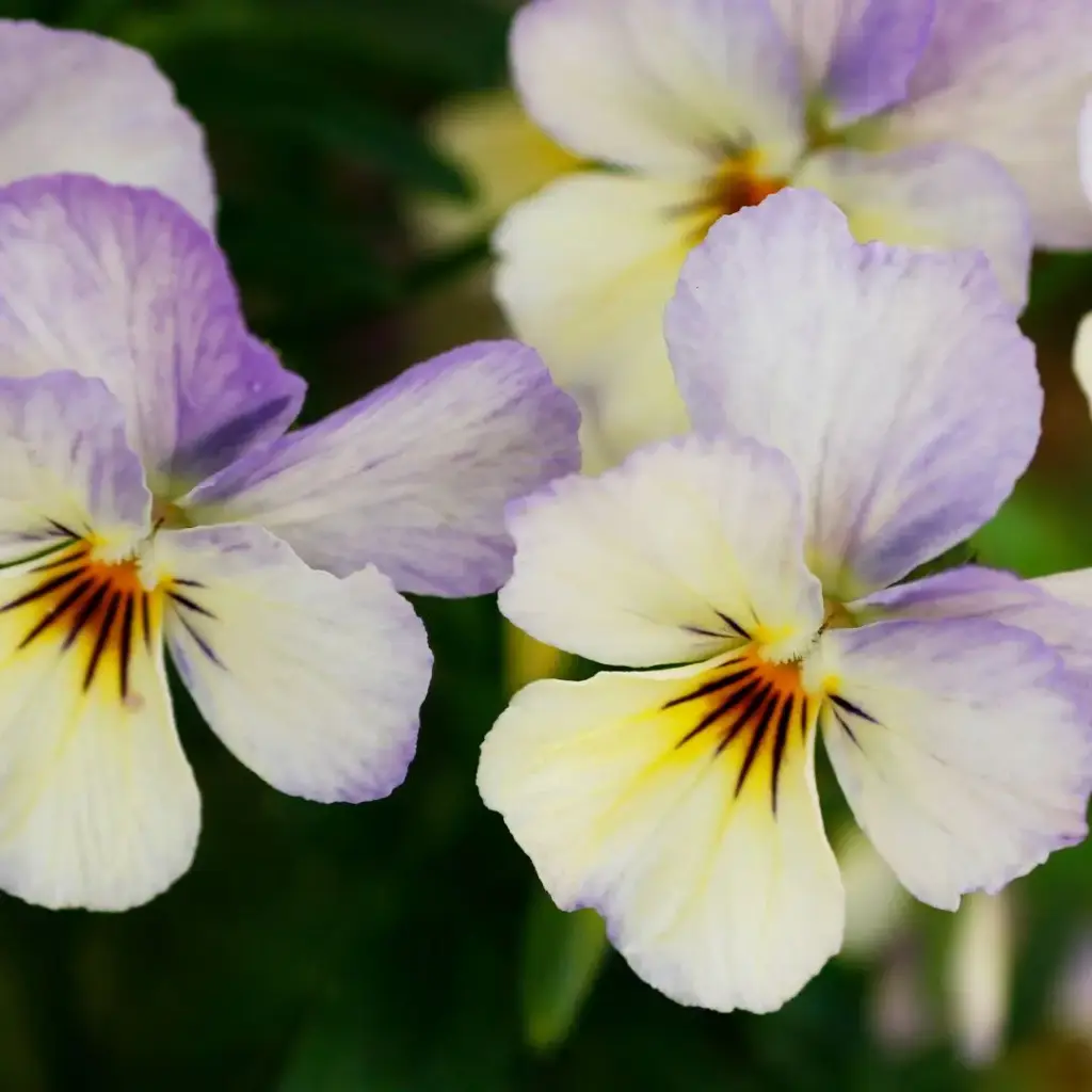 PENSÉE SAUVAGE (Viola arvensis) BIO - SOMMITEE FLEURIE