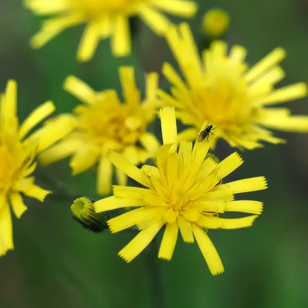 PILOSELLE (Hieracium pilosella) BIO - SOMMITEE FLEURIE