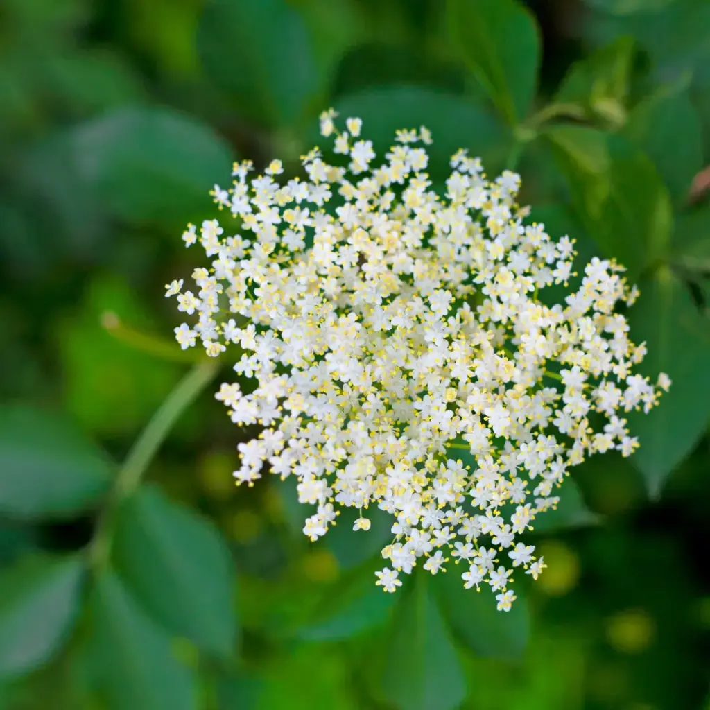 SUREAU (Sambucus nigra) BIO - FLEUR TAMISEE