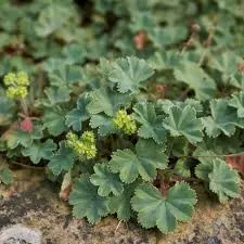 ALCHEMILLE (Alchemilla vulgaris) BIO - Parties aériennes coupées- VRAC