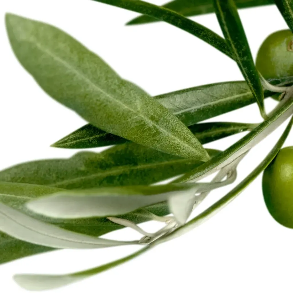 OLIVIER (Olea europaea) BIO - Feuilles- VRAC