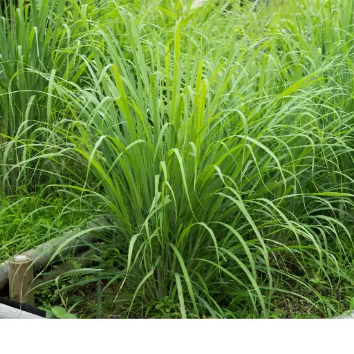 CITRONNELLE / CYMBOPOGON CITRATUS - FEUILLES COUPEES BIO