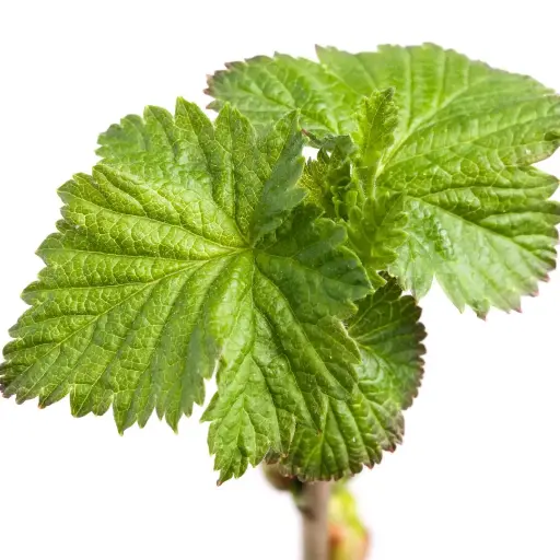 CASSIS BIO - PLANTE SECHE BIO