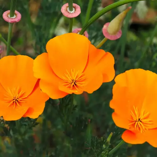 PAVOT DE CALIFORNIE (Eschscholzia californica) BIO - PARTIE AERIENNE COUPEE