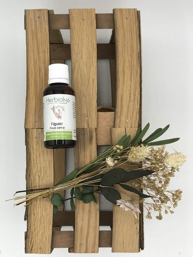 FIGUIER / FICUS CARICA- SS ALCOOL BIO 50ML HERBIOLYS