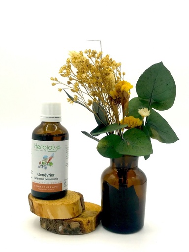 GENEVRIER / JUNIPERUS COMMUNIS - BOURGEONS BIO 50ML - HERBIOLYS