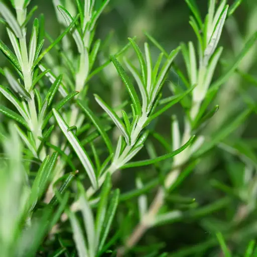 ROMARIN FEUILLE - BIO