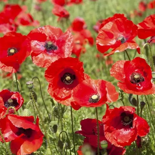 COQUELICOT BIO - FLEUR ENTIERE