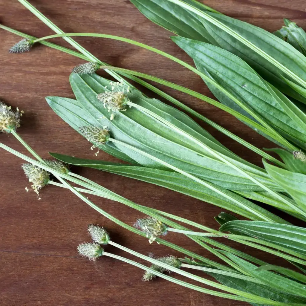 PLANTAIN LANCÉOLÉ (Plantago lanceolata) BIO - FEUILLE COUPEE