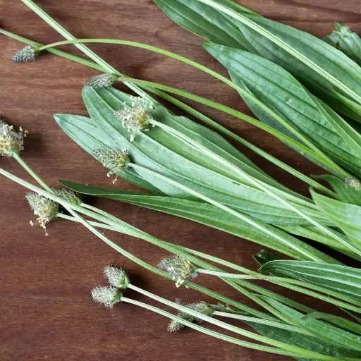PLANTAIN LANCEOLE BIO - PLANTE SECHE